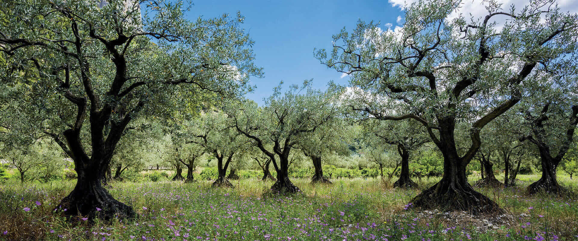 Comment cultiver un olivier – Fratelli Carli