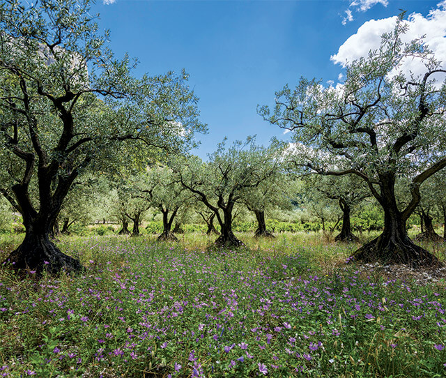 Comment cultiver un olivier – Fratelli Carli