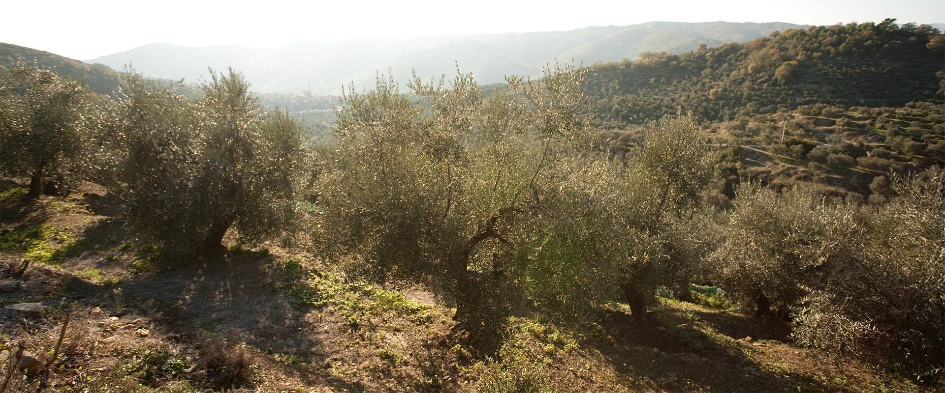 Comment planter un olivier – Fratelli Carli