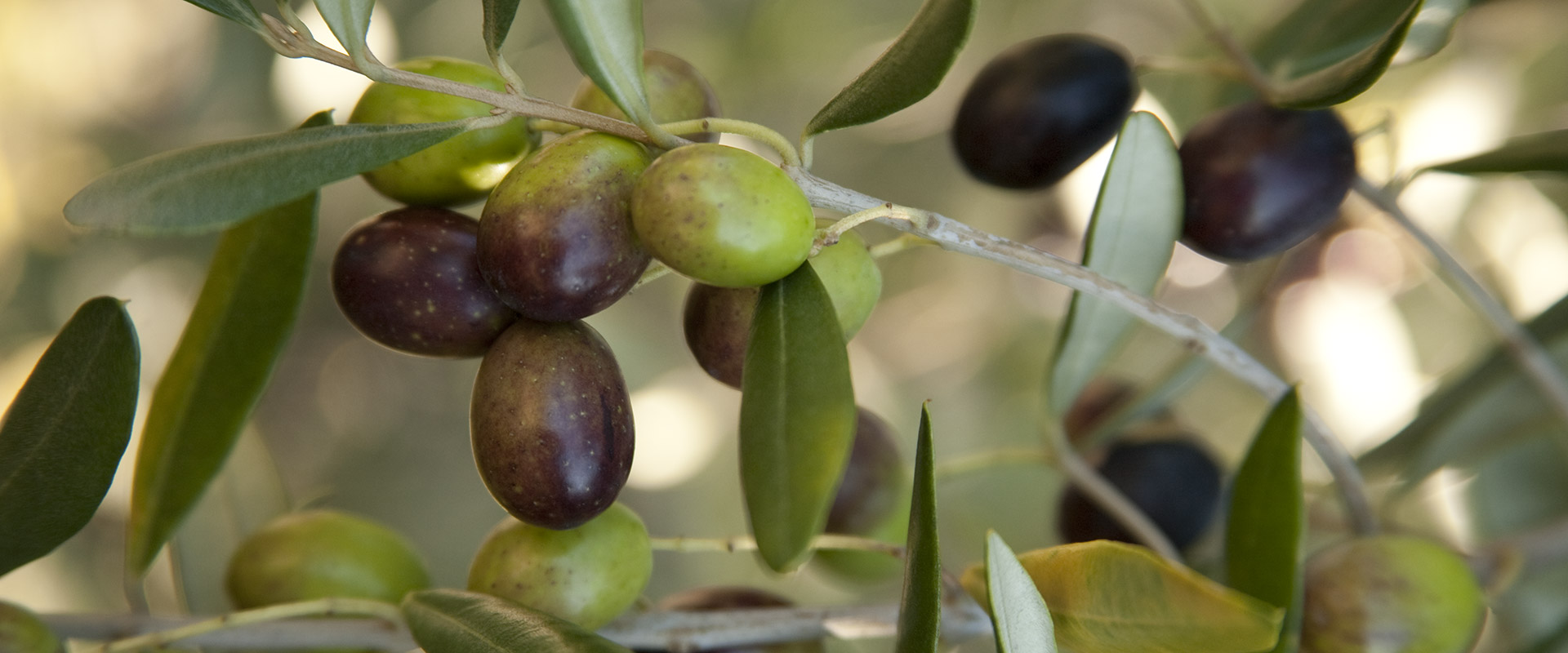 À quelle période récolteton les olives ? Fratelli Carli