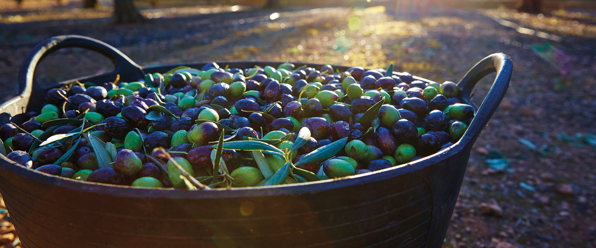 Olive Fruits, variétés, production, saisonnalité