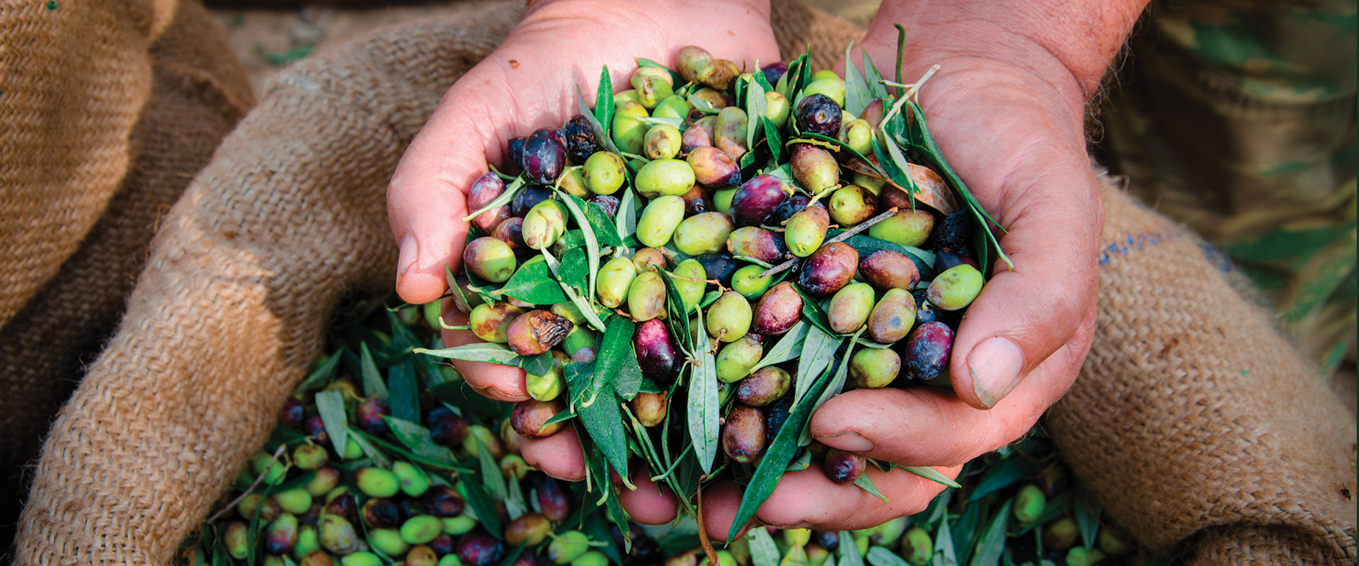 mains avec variétés d’olives