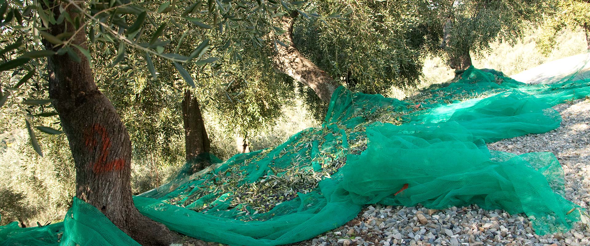 récolte des olives