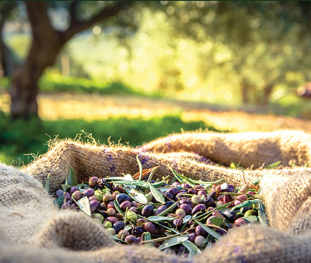 sac d’olives