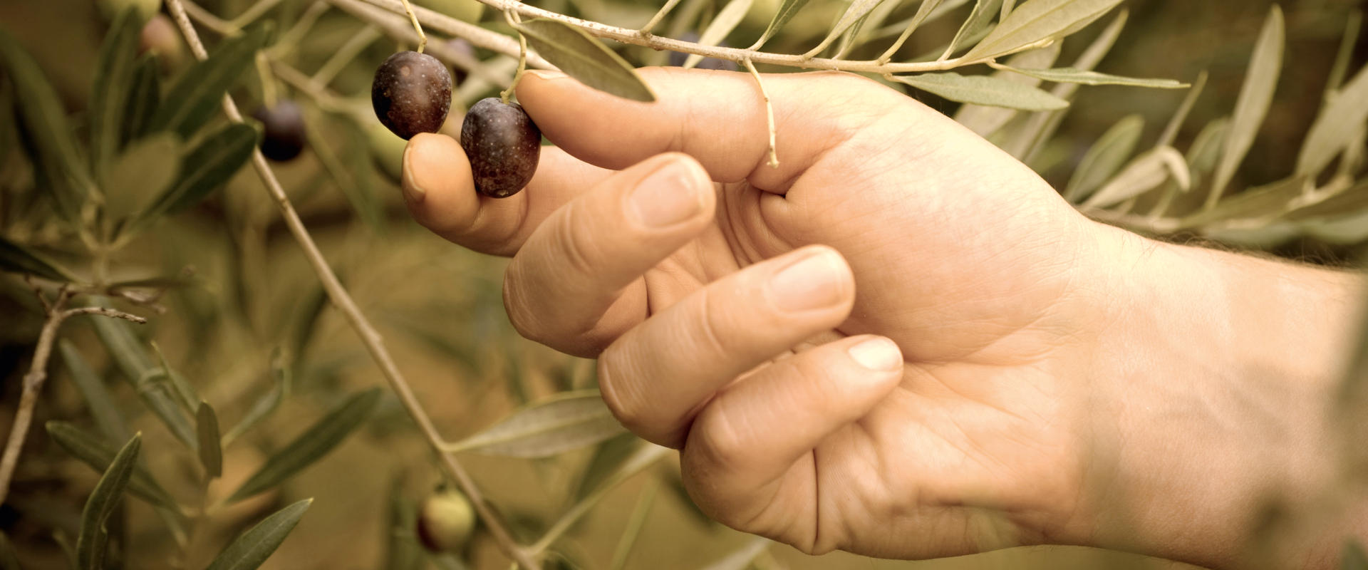 Cueillette manuelle d'olives sur un olivier