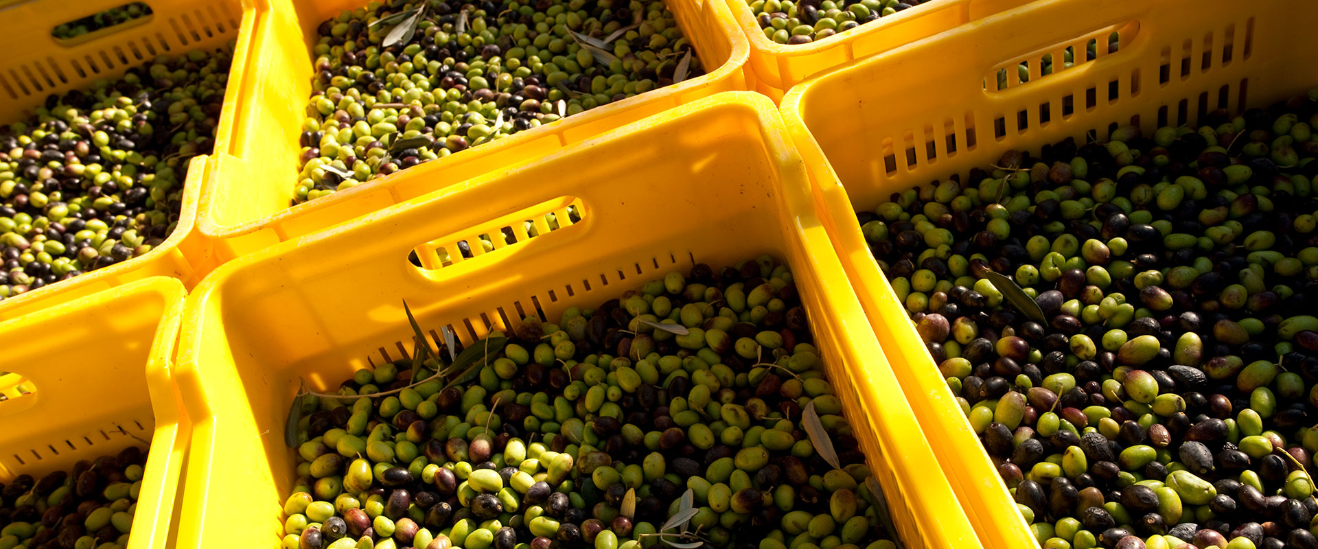 Come si classifica l'olio di oliva