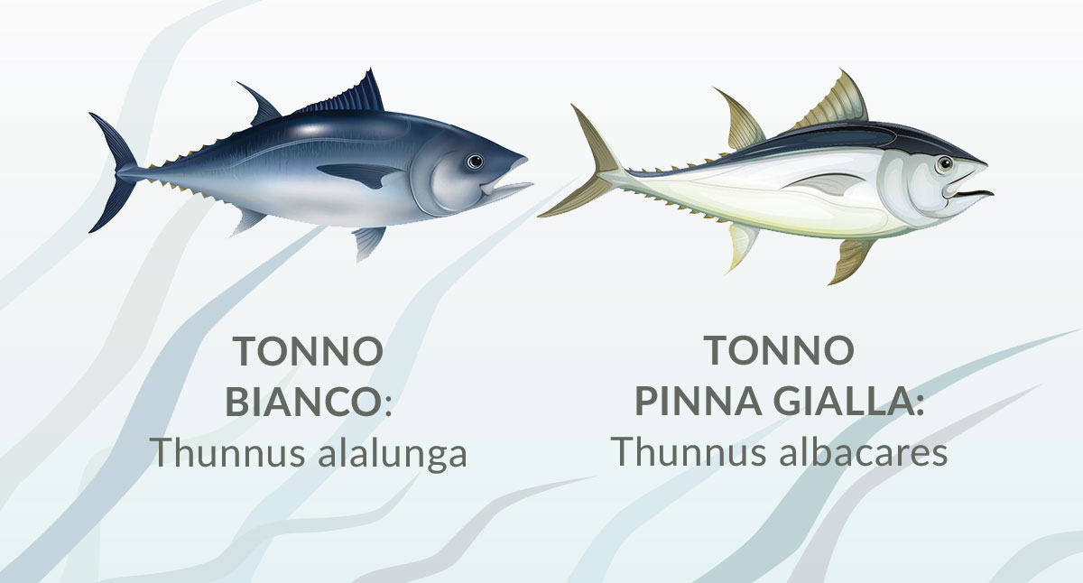 infografica tonno