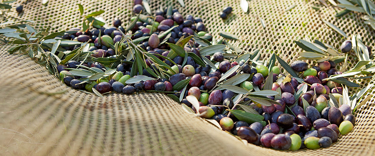 Tout savoir sur les olives !