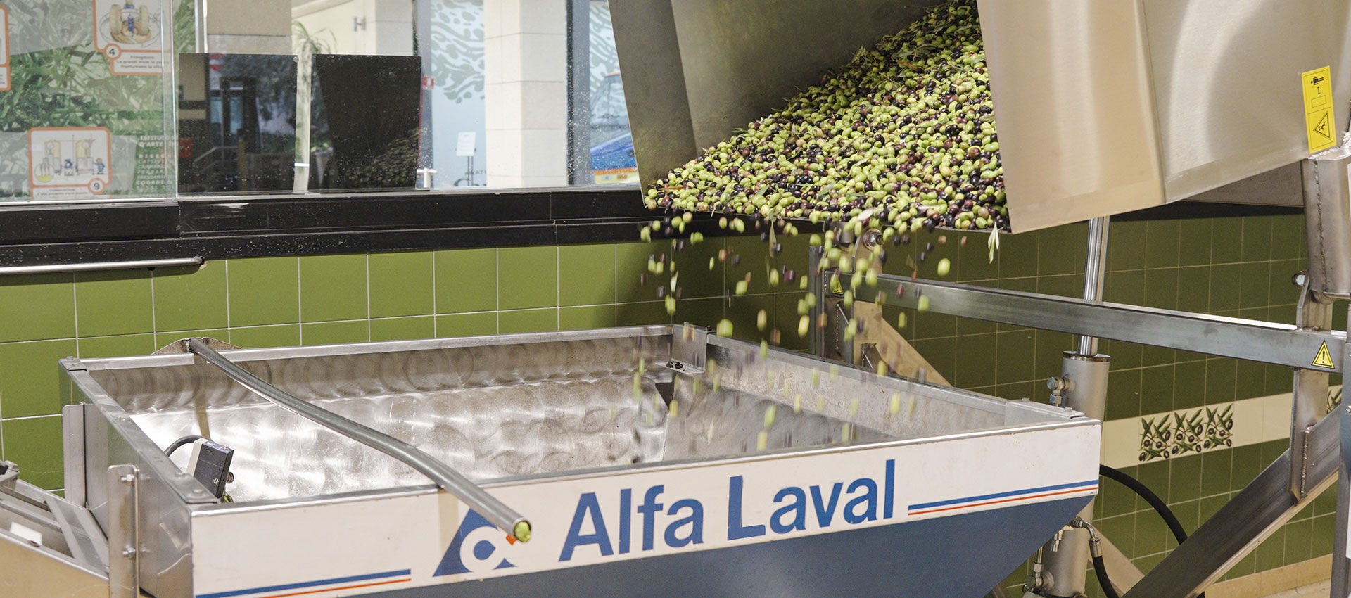Phase de lavage des olives dans le nouveau moulin Fratelli Carli
