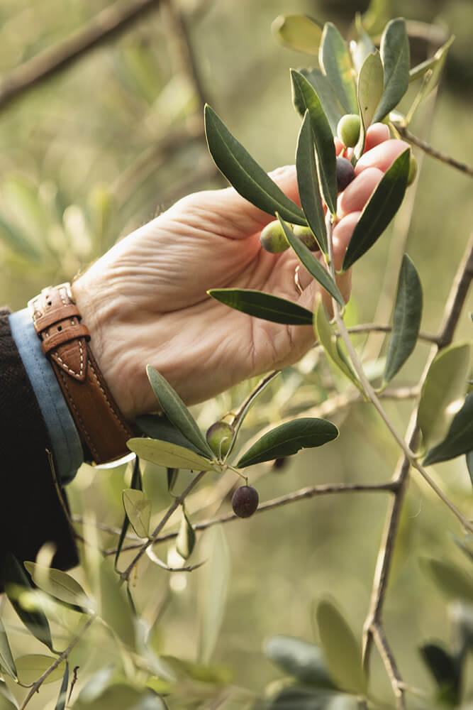Deux mains qui tiennent des olives