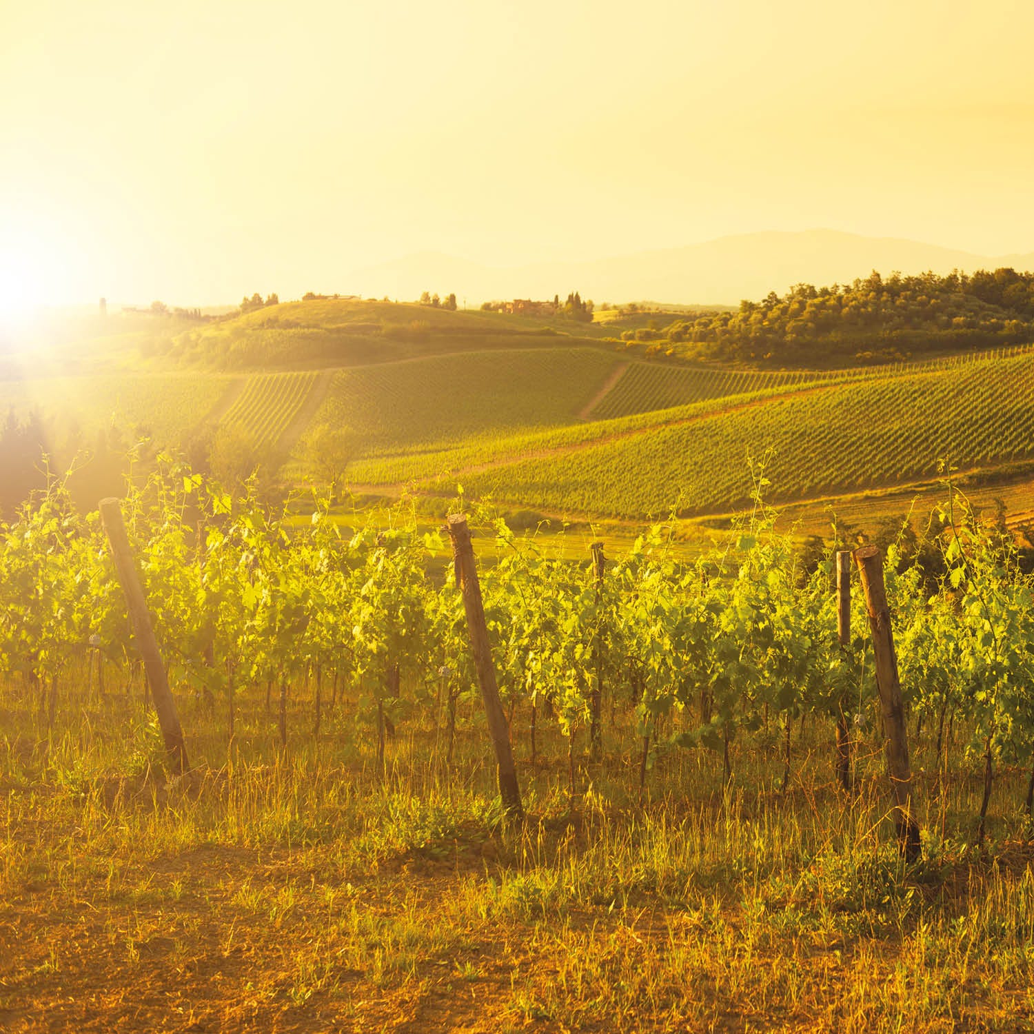 Toscana Rosato IGT