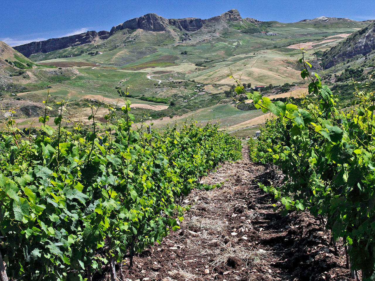 vigne langhe