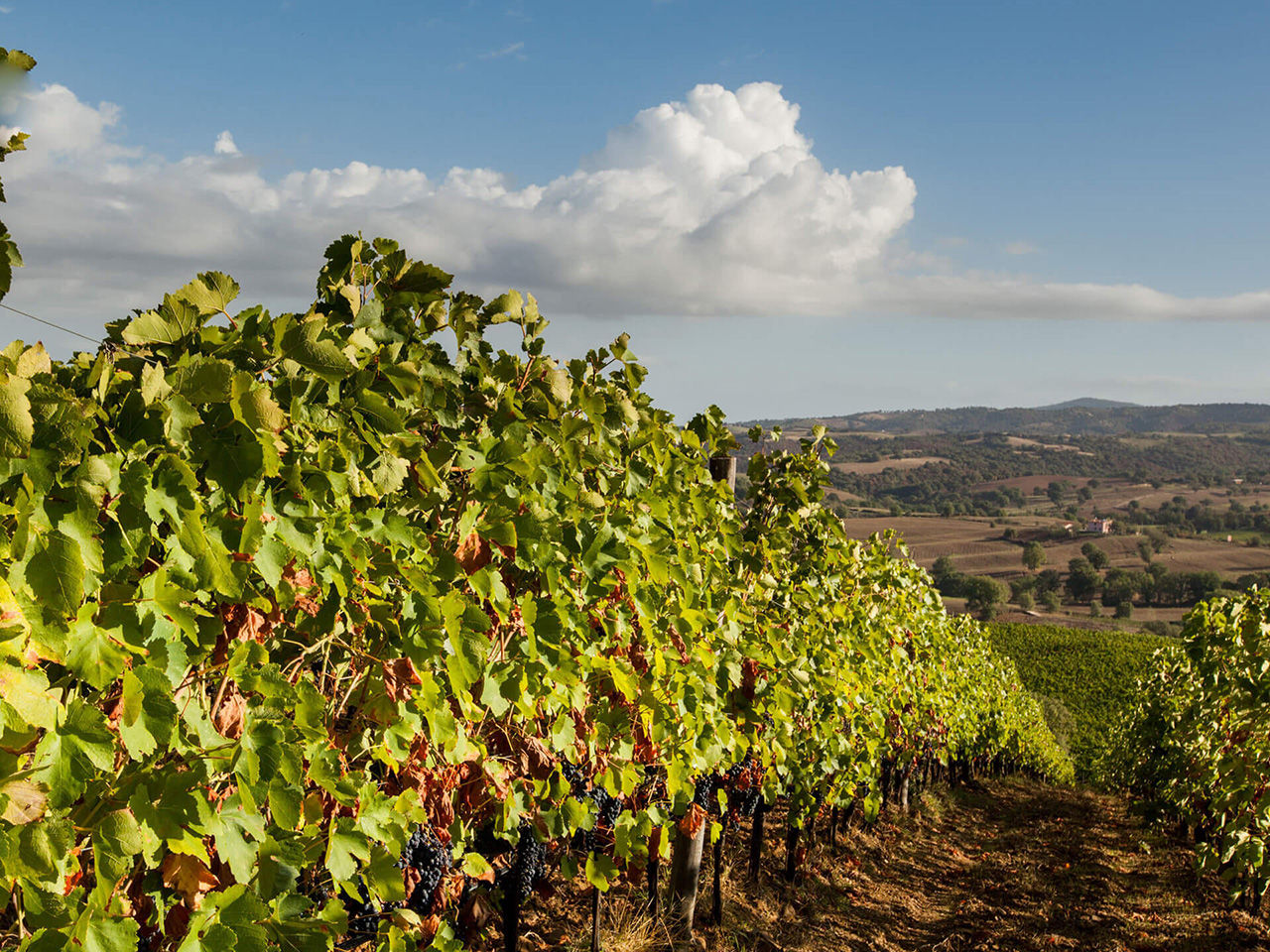 vigne toscane