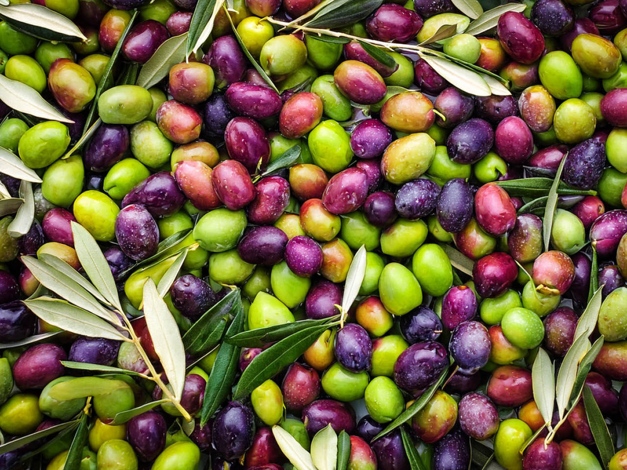 olives utilisées pour la fabrication de l'huile d'olive Ricetta di Famiglia