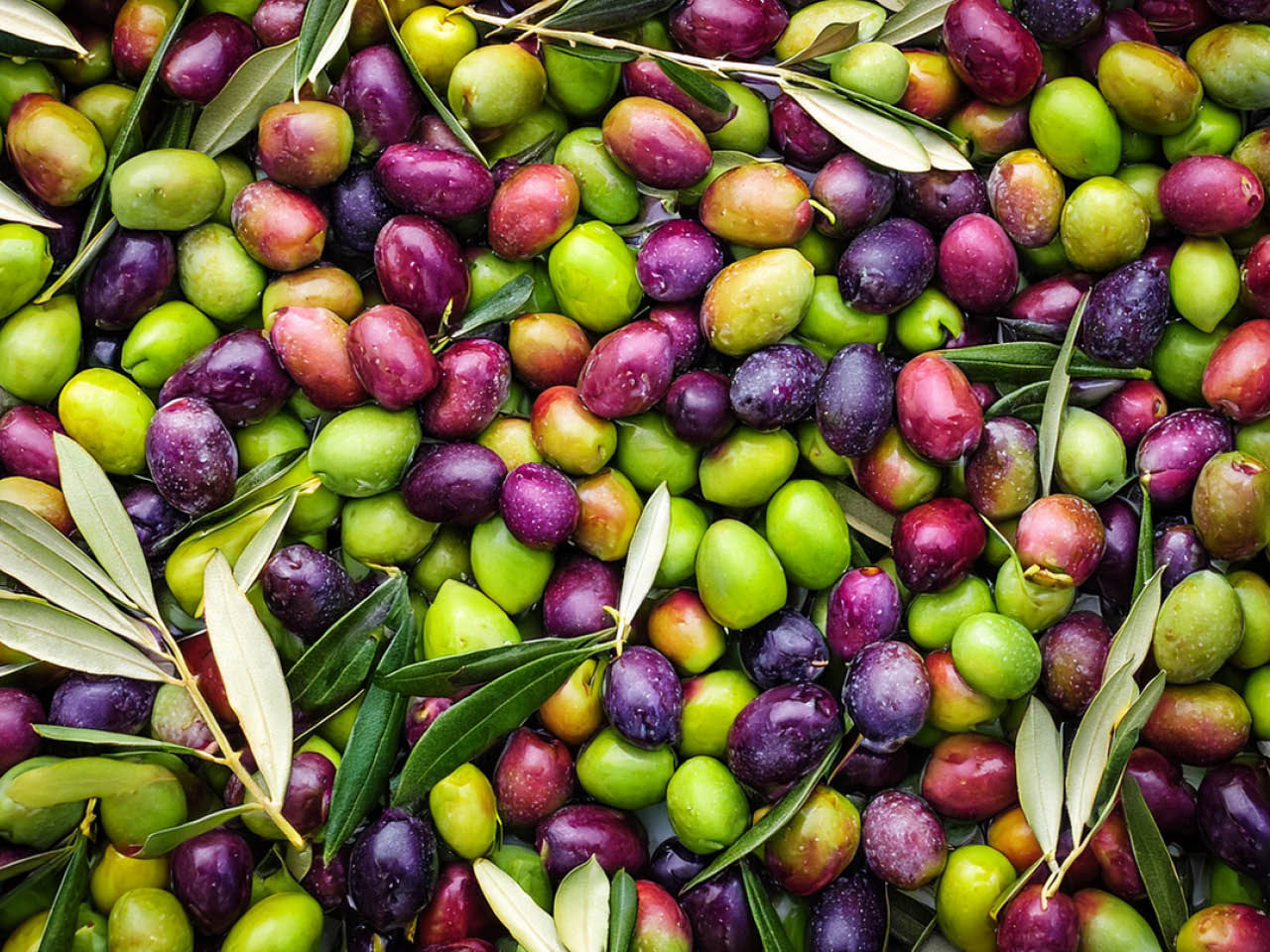 Olives ligures IGP en saumure Carli dans un bol.