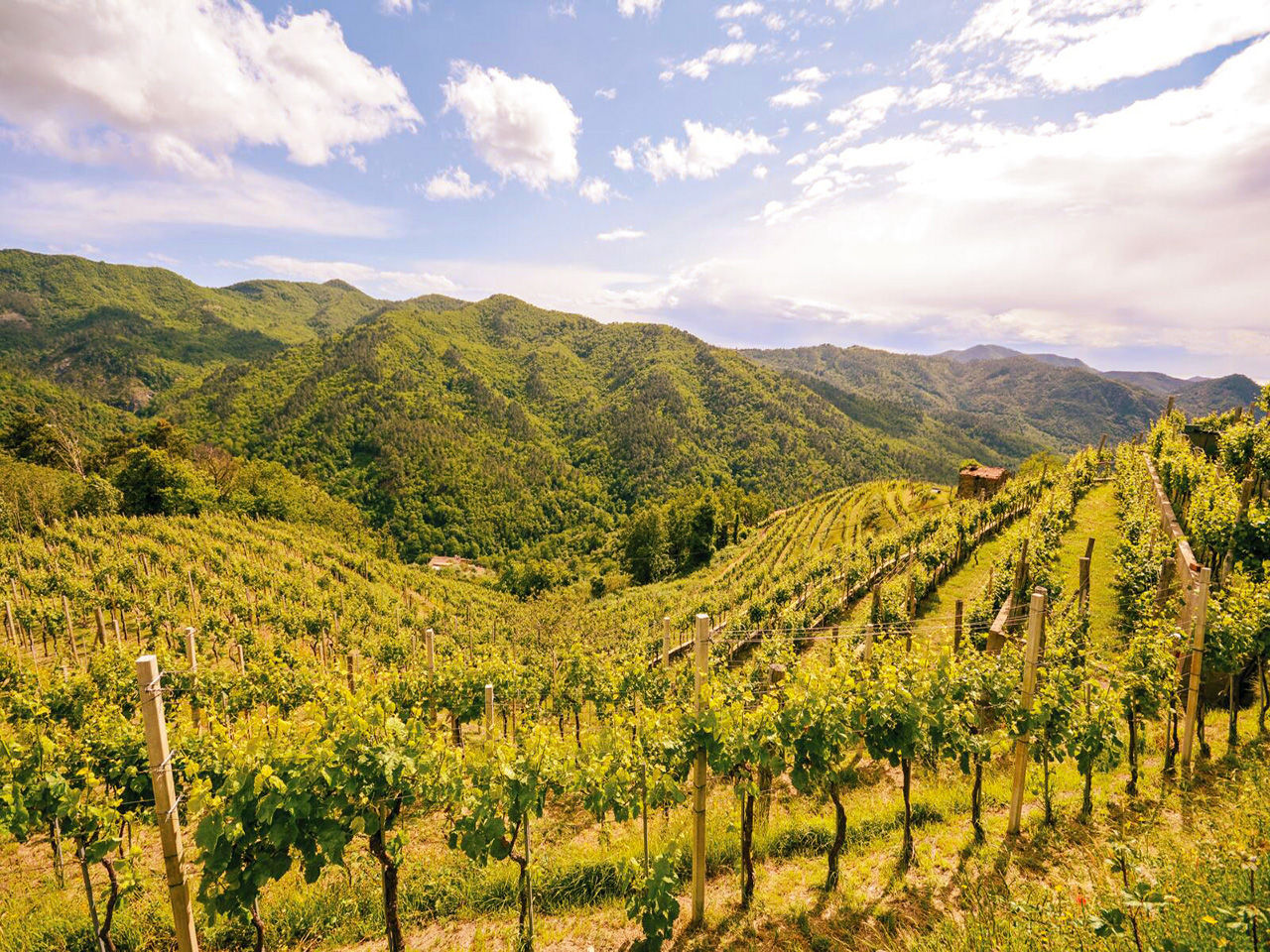 Vignoble par une journée céleste