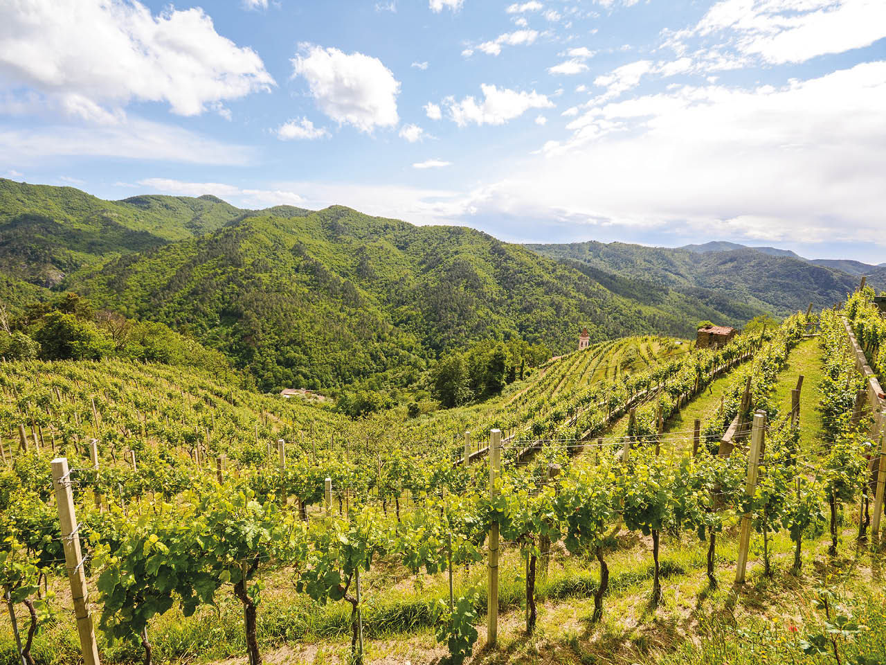 Vignoble par une journée céleste