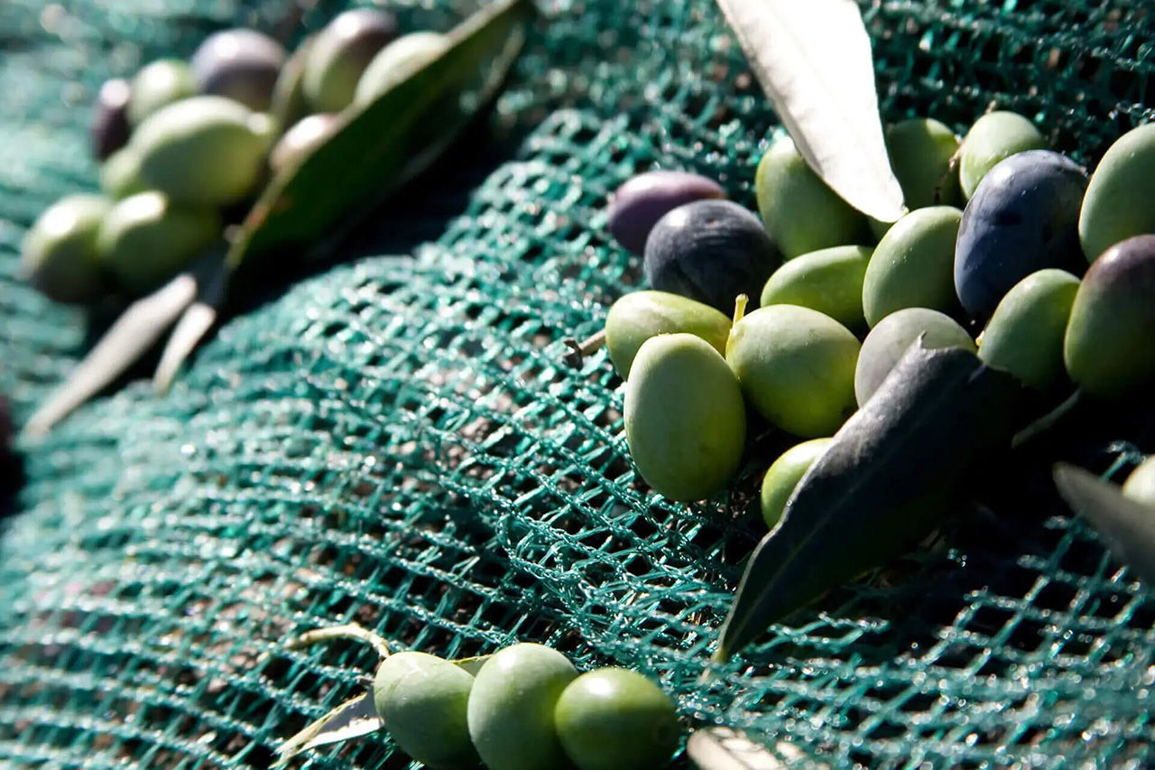Olives dans le filet