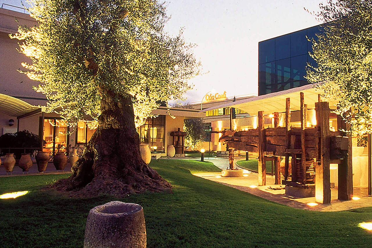 Arbre millenaire du musée