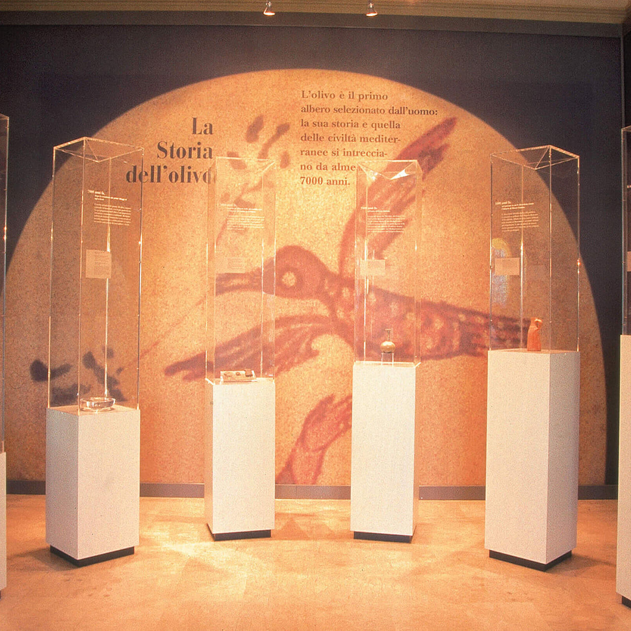 L'histoire de l'olivier au musée