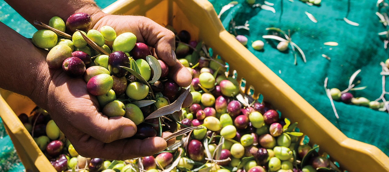 Récolte des olives